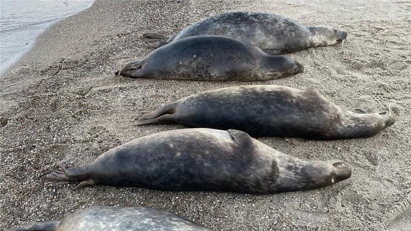 Zahl gefundener toter Robben an Ostsee weiter gestiegen Woran die Kegelrobben an der Ostküste Rügens starben, ist noch unklar. Seit Anfang Oktober wurden 27 tote Tiere geborgen.