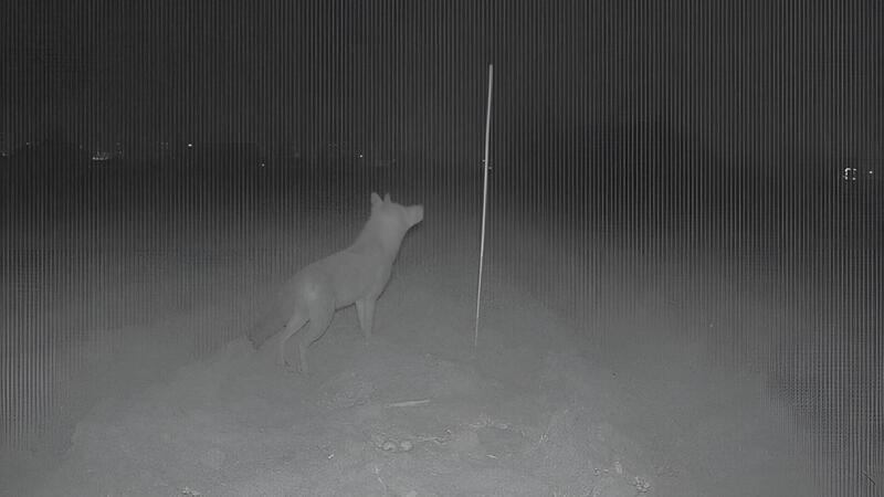Würger vom Hellweg nennt Jens Kleinekuhle ihn. Dieser Fuchs hat in Blexen eine komplette Kiebitzkolonie abgeräumt. Bis ihn eine Kugel erwischte. Im Vordergrund der Nachtaufnahme ist ein Gelege zu sehen.