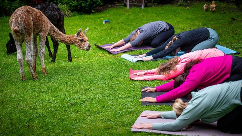 Yoga-Kurse an ungewöhnlichen Orten: Eine Yogalehrerin gibt eine Yogastunde neben Alpakas in Niedersachsen.