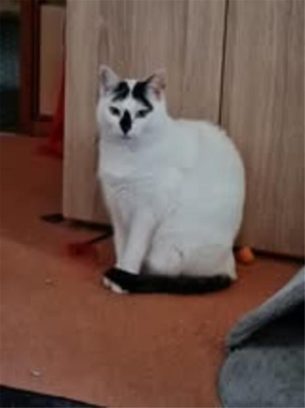 Yvonne hat eine Katze namens Sky. 