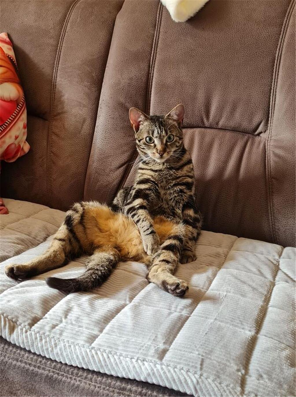 Yvonnes Katze Molly hat es sich auf dem Sofa gemütlich gemacht. 