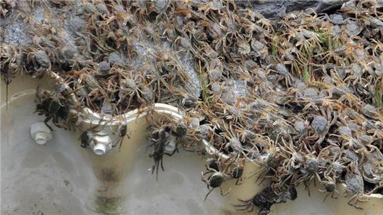 Zahlreiche Chinesische Wollhandkrabben (Eriocheir sinensis) überqueren ein Hindernis an der Fischtreppe Geesthacht.