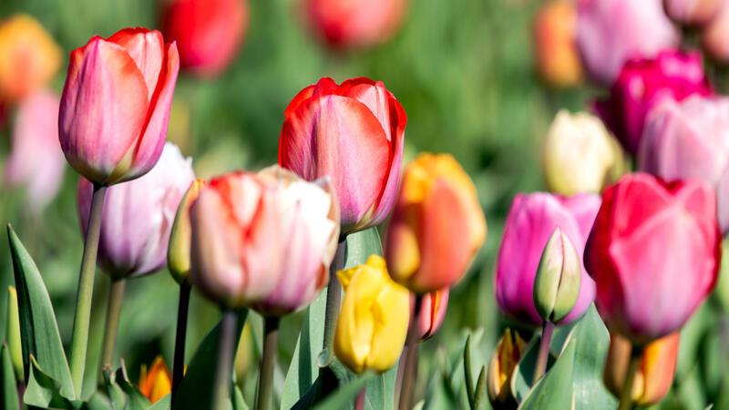 Giftig für Kinder und Tiere: Diese Frühblüher können gefährlich werden Tulpenbeet