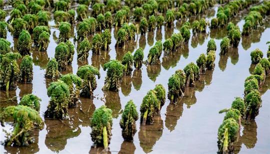 Zahlreiche Grünkohlpflanzen wachsen auf einem Feld, das teilweise noch überflutet ist.