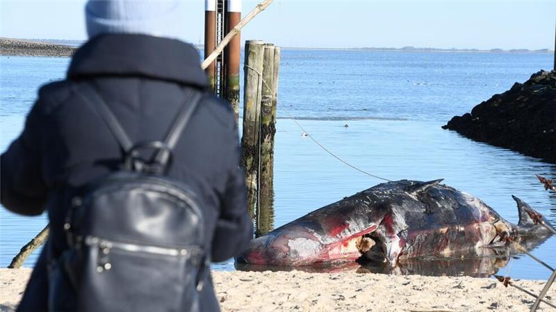 Toter Pottwal vor Sylt geborgen Zahlreiche Schaulustige waren am Montag an den Strand vor Hörnum gekommen, um den toten Wal zu sehen.