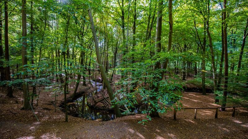 Zahlreiche kleine Wasserstellen und abwechslungsreiche Grünflächen machen das Waldgebiet mit Eichen und Hainbuchen bei Harsefeld zu einem idealen Lebensraum für Amphibien.