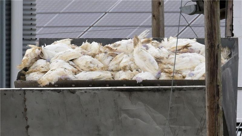 Zahlreiche tote Puten werden mit Hilfe eines Radladers in einen Container gekippt. Wegen der Geflügelpest mussten schon viele Tiere getötet werden. (Archivbild)