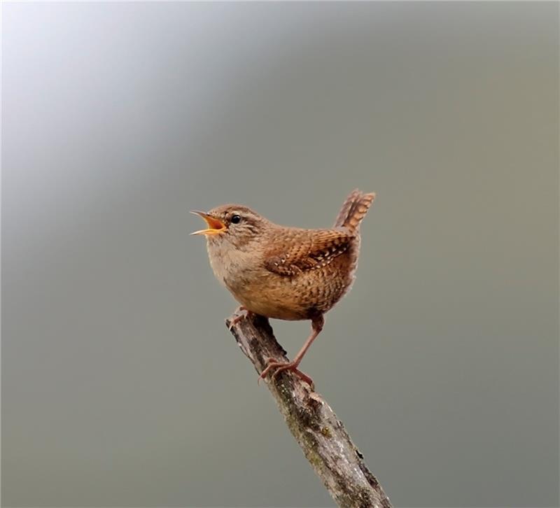 Die ausgeklügelten Sangeskünste der Vogelmännchen Zaunkönig. Fotos: Schaffhäuser (3)