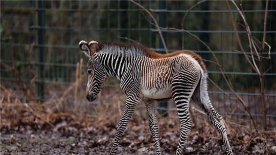 Zebra-Baby Lumi wurde am 24. Januar 2024 zur Welt gebracht.