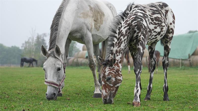 Zebrahaft geschecktes Fohlen J‑Nimon K. steht mit anderen Pferden auf der Weide.  Das Fohlen wurde bei einer Pferdeauktion in Wien für 75.000 Euro nach Dubai verkauft.