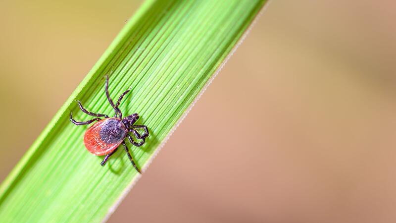 Zecken können Krankheiten wie FSME oder Borreliose übertragen. (Archivbild)