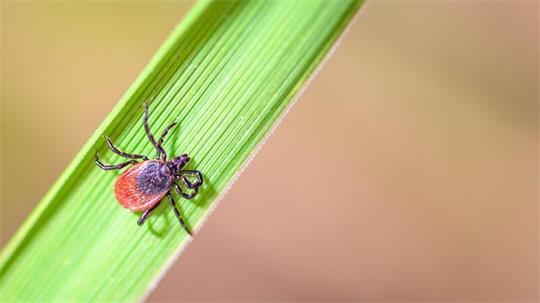 Zecken können Krankheiten wie FSME oder Borreliose übertragen. (Archivbild)