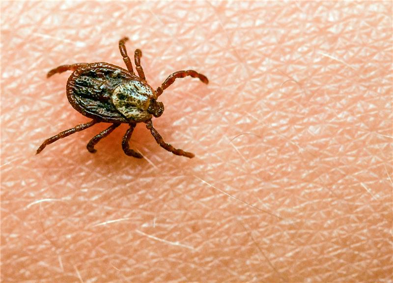 Zecken können auch Krankheiten übertragen. Foto: Patrick Pleul/dpa-Zentralbild/dpa