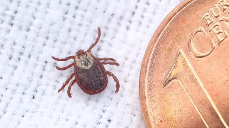 Wo Zecken schon jetzt unterwegs und gefährlich sind Zecken werden immer häufiger in Landkreisen aktiv, die noch gar nicht als Risikogebiete eingestuft sind. (Symbolbild)