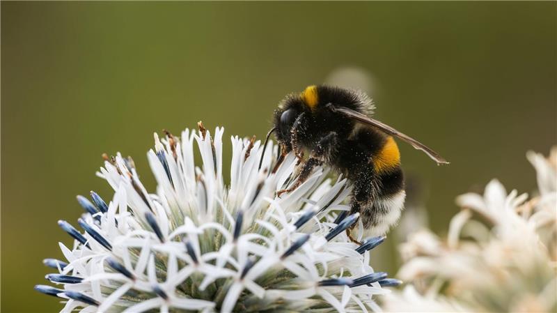 Zehn Prozent der Wildbienen sind in Europa bedroht (Archivbild)