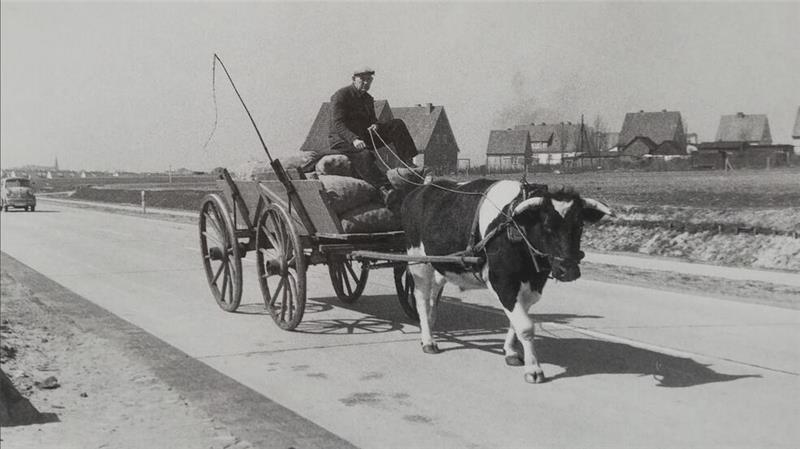 Zeitreise ins Jahr 1958. Ein Ochsengespann fährt auf der neuen Umgehungsstraße, der B 73. Rechts sind die Häuser vom Streuheiden- und Heidbecker Weg zu sehen.
