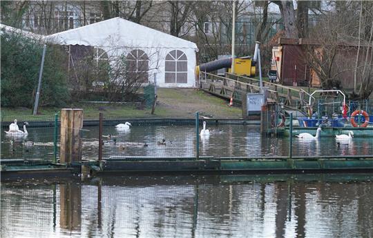 Zelte stehen für die Alsterschwäne im Winterquartier am Eppendorfer Mühlenteich. Die Zelte sollen den Hamburger Alsterschwänen Schutz vor Ansteckung mit der grassierenden Vogelgrippe bieten. Foto: Marcus Brandt/dpa