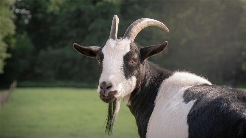 Ziege Betty hilft durch ihre freundliche und aufmerksame Art.