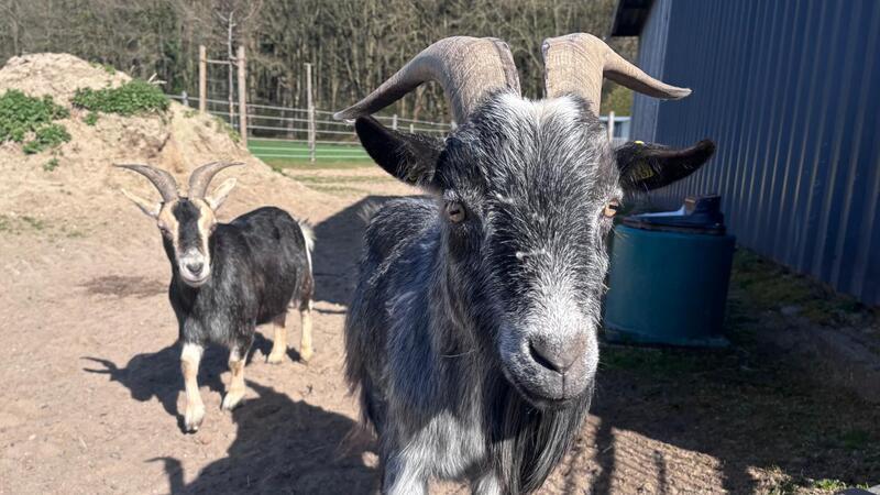 Ziegenbock Phoebus (rechts) mit seiner Mama Lotte.