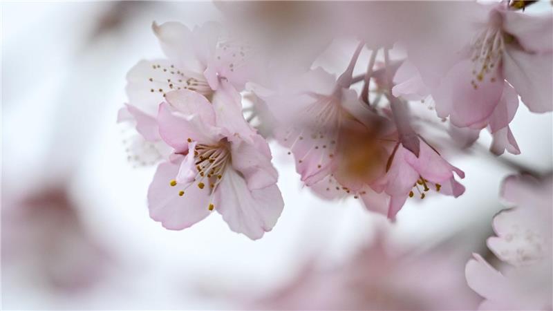 Zierkirsche blüht – rosa Frühlingsgruß aus einem Berliner Garten