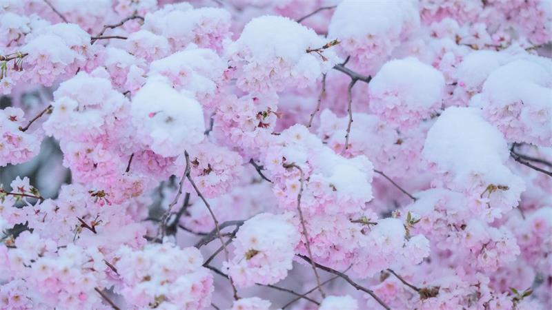 Was Sie im Winter für den Garten tun können Zierkirschen blühen bei milden Temperaturen auch im Winter.