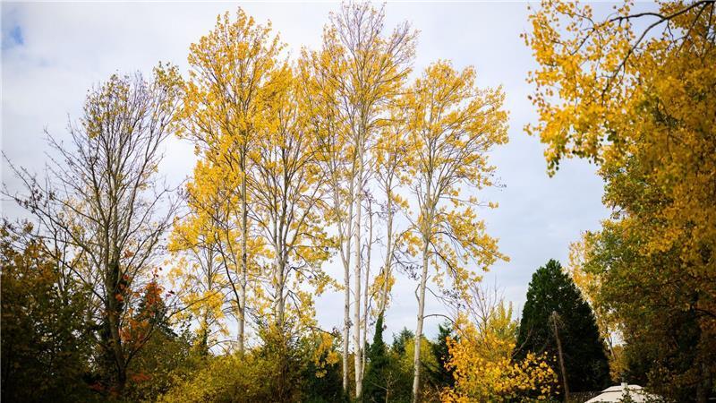 Zitterpappeln stehen an einem Parkplatz. Die Zitterpappel ist Baum des Jahres 2026. 
