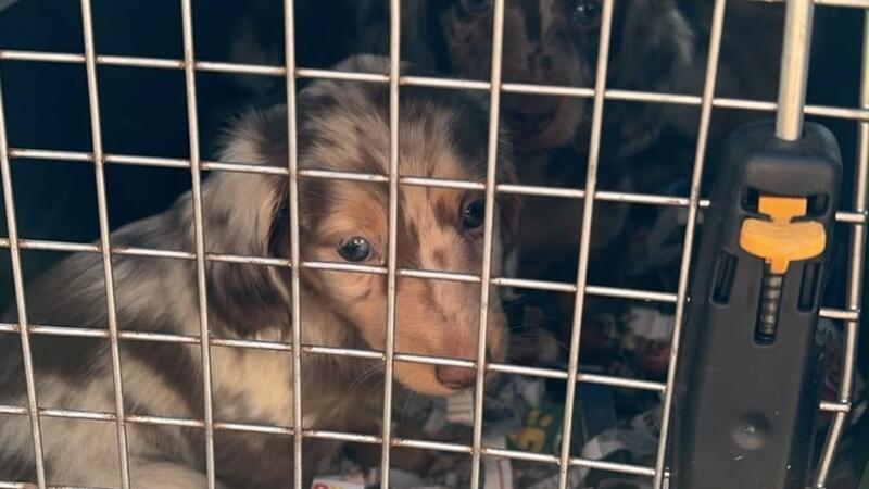 Zöllner haben bei einer Kontrolle im Landkreis Peine mehrere junge Dackel in einem Transporter entdeckt, die unter widrigsten Bedingungen eingesperrt waren.