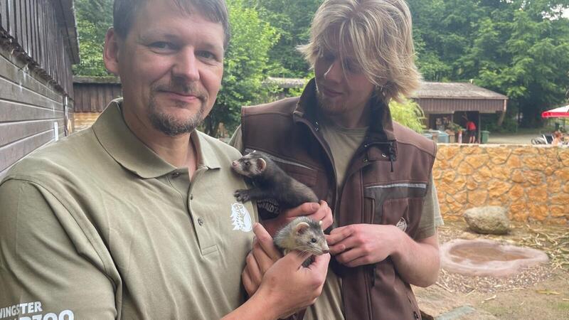 Zoochef Dr. Grothmann mit Tierpfleger Elias und zwei Frettchen.