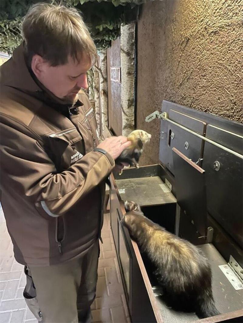 Erster Nachwuchs im Waldzoo: Was in der Wingst im Winter zu sehen ist Zoochef Dr. Grothmann mit den handzahmen Frettchen.