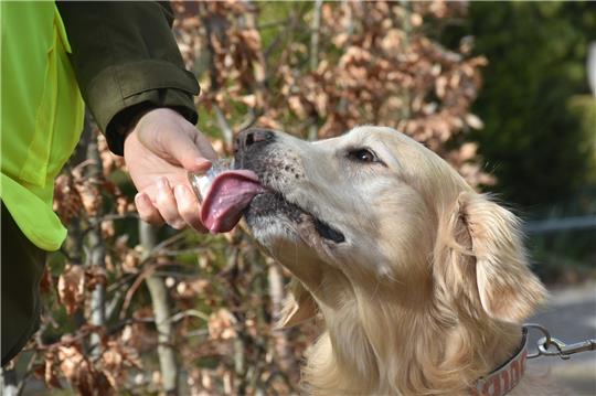 Zu Beginn einer jeden Personensuche steht die Geruchsaufnahme. Der achtjährige Golden Retriever Michel riecht hier an einem Glas, das die Versteckperson vorher in ihren Händen hatte.Nicht nur mit der Nase, auch mit der Zunge kann er Geruchsstoffe aufnehmen. Fotos: Brandt