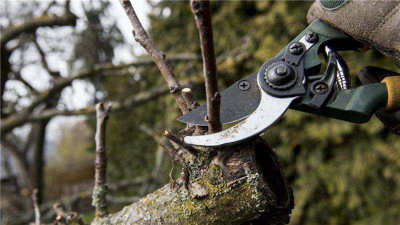 Zu ausladend? Jetzt ist eine gute Zeit für einen Rückschnitt, bevor das Gesetz Nein sagt. 