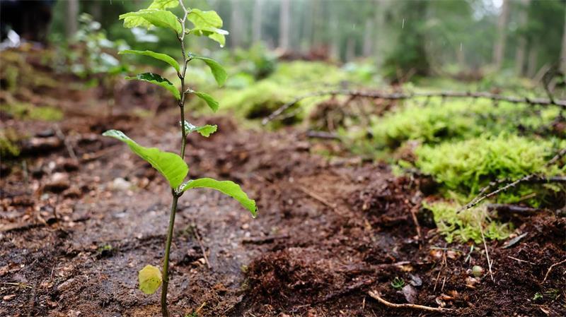 Schleswig-Holstein legt Waldstrategie auf Zu den Handlungsfeldern der Strategie gehört unter anderem die Neuwaldbildung. (Archivbild)