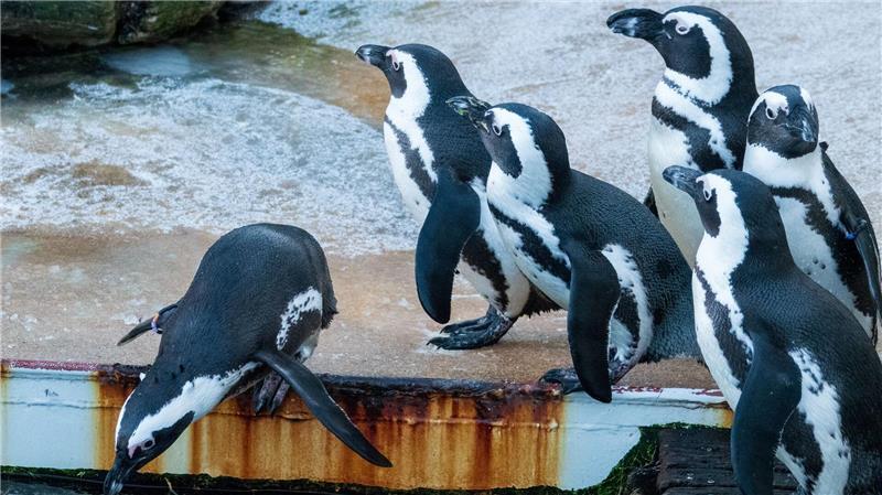 Deutschland gegen Curaçao: So tippen die Niedersachsen-Orakel Zu den tierischen Orakeln in Niedersachsen gehört auch eine Brillen-Pinguin-Dame aus dem Zoo Hannover. (Archivbild)