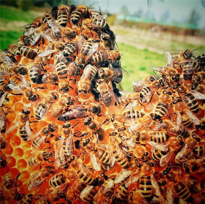Zu einem Bienenvolk gehören im Frühjahr etwa 50.000 Bienen.