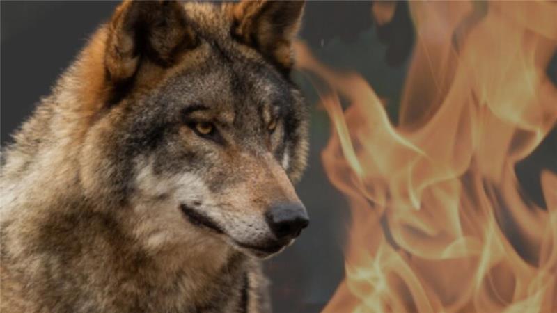 Schafhalter demonstrieren vor Landtag gegen Wolfspolitik Zu einem Mahnfeuer für den ländlichen Raum gegen die unregulierte Verbreitung von Wölfen wird aufgerufen.