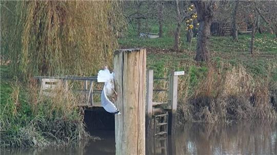 Zu einer Tierrettung ist die Feuerwehr Jork-Königreich ausgerückt.