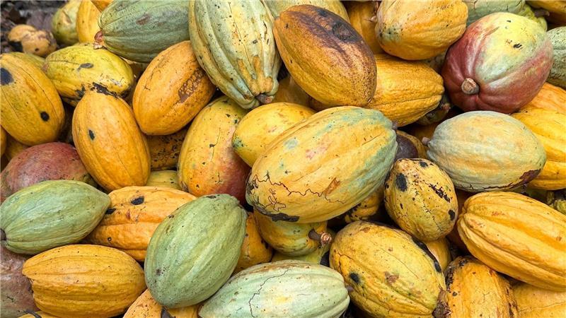 Kakao-Krise in Westafrika lässt Schoko-Hasen schrumpfen Zu heiß, zu feucht, zu wenig Regen, zu viel Wind: Alles kann die Kakaoernte ruinieren.
