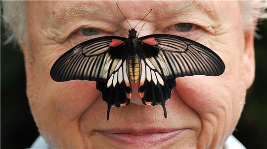 Zu seinem 100. Geburtstag erhielt David Attenborough einen persönlichen Brief von König Charles. (Archivfoto)