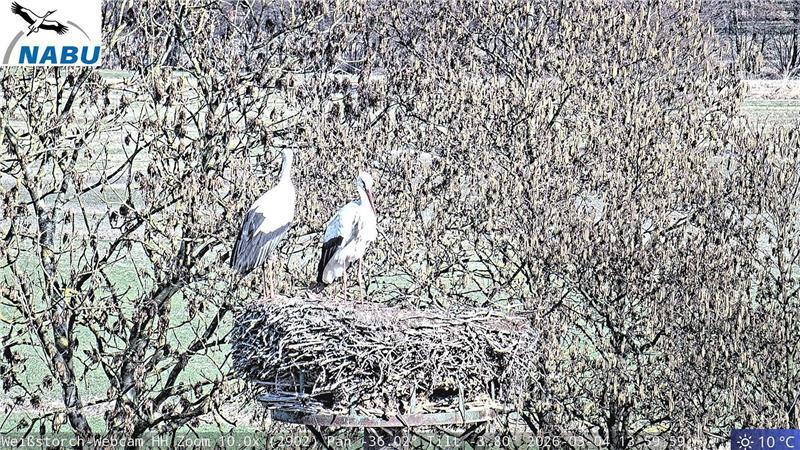 Zu zweit daheim: Jette und Fiete können nun wieder in ihrem Nest beobachtet werden.