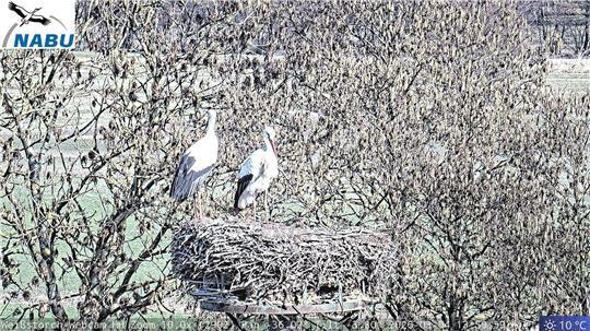 Zu zweit daheim: Jette und Fiete können nun wieder in ihrem Nest beobachtet werden.