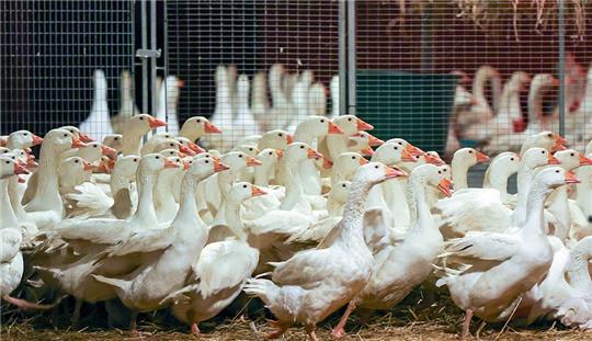 Zuchtgänse laufen durch einen Stall. An Weihnachten wird nach Befürchtung von Geflügelzüchtern wegen der kursierenden Vogelgrippe so mancher auf die traditionelle Weihnachtsgans verzichten müssen. Foto: Jan Woitas/dpa-Zentralbild/dpa