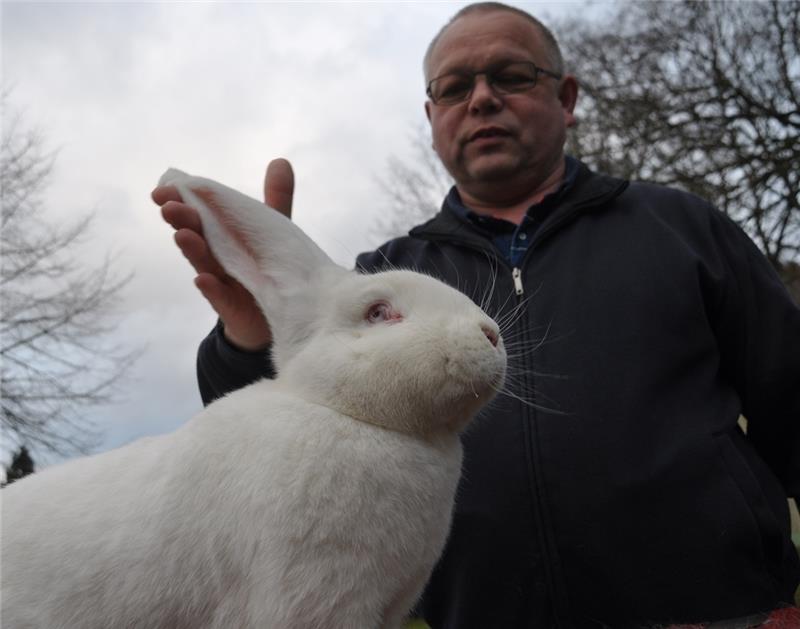 Züchter Jürgen Dettmer weiß, worauf es bei der Präsentation seiner Kaninchen ankommt. Nur gestellte Ohren beeindrucken die Richter. Fotos: Wahba