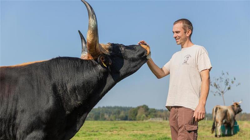 Züchter Stephan Krümpelmann mit einem seiner Heckrinder, einer Abbildungszüchtung der ausgestorbenen Auerochsen.