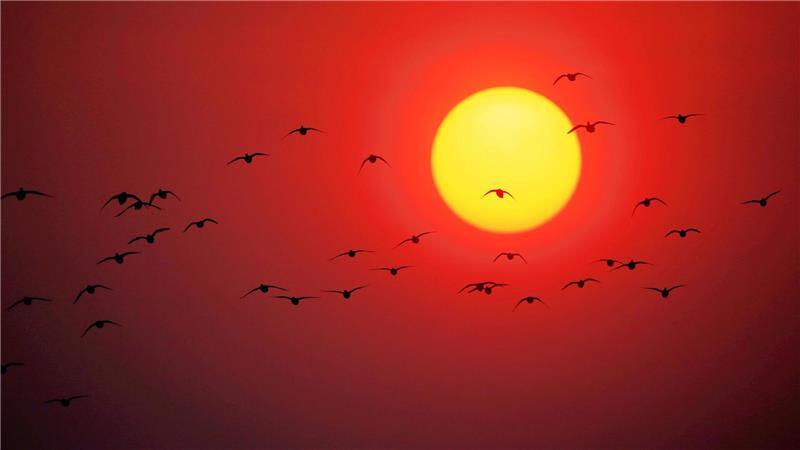 Zugvögel fliegen über den Songhua-Fluss im Nordosten Chinas.