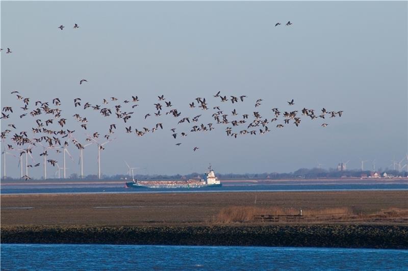 Zugvögel fliegen über der Elbe. Foto Hilk