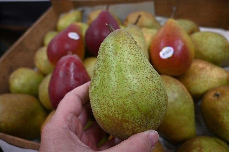 Zukunft weiterhin selbst in die Hand nehmen: Um sich von den Fesseln des Apfel-Marktes zu befreien, könnte der Birnen-Anbau an der Niederelbe wieder intensiviert werden. Vorne ist die Xenia zu sehen, im Hintergrund rote und zweifarbige Sort