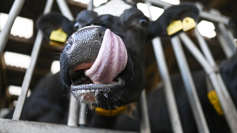 Zuletzt hatte die Tierseuchenkasse nur die Impfungen gegen die Blauzungenkrankheit finanziell unterstützt. (Archivbild)