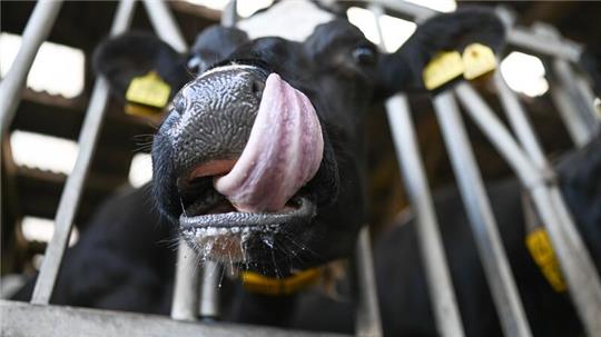 Zuletzt hatte die Tierseuchenkasse nur die Impfungen gegen die Blauzungenkrankheit finanziell unterstützt. (Archivbild)
