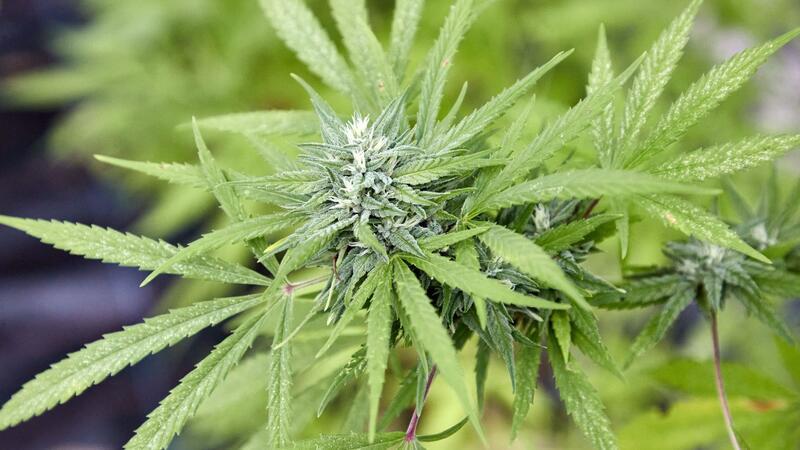 Legalisierung von Cannabis: Eltern sorgen sich um Kinder Zum 1. April soll in Deutschland das Gesetz zur Legalisierung von Cannabis in Kraft treten.