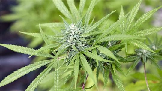 Zum 1. April soll in Deutschland das Gesetz zur Legalisierung von Cannabis in Kraft treten.